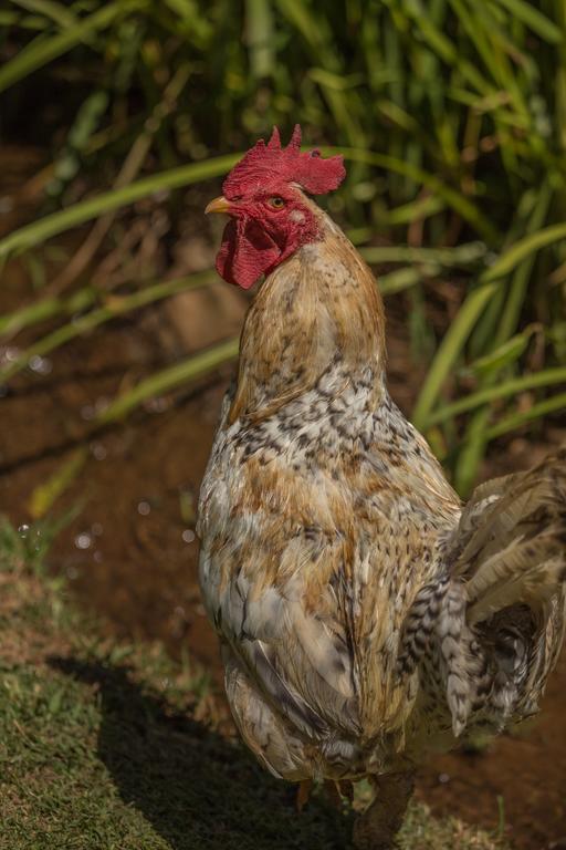 Villa Lavender Trout Guest Farm Nottingham Road Esterno foto